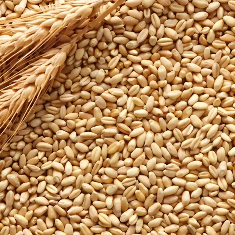 Durum Wheat