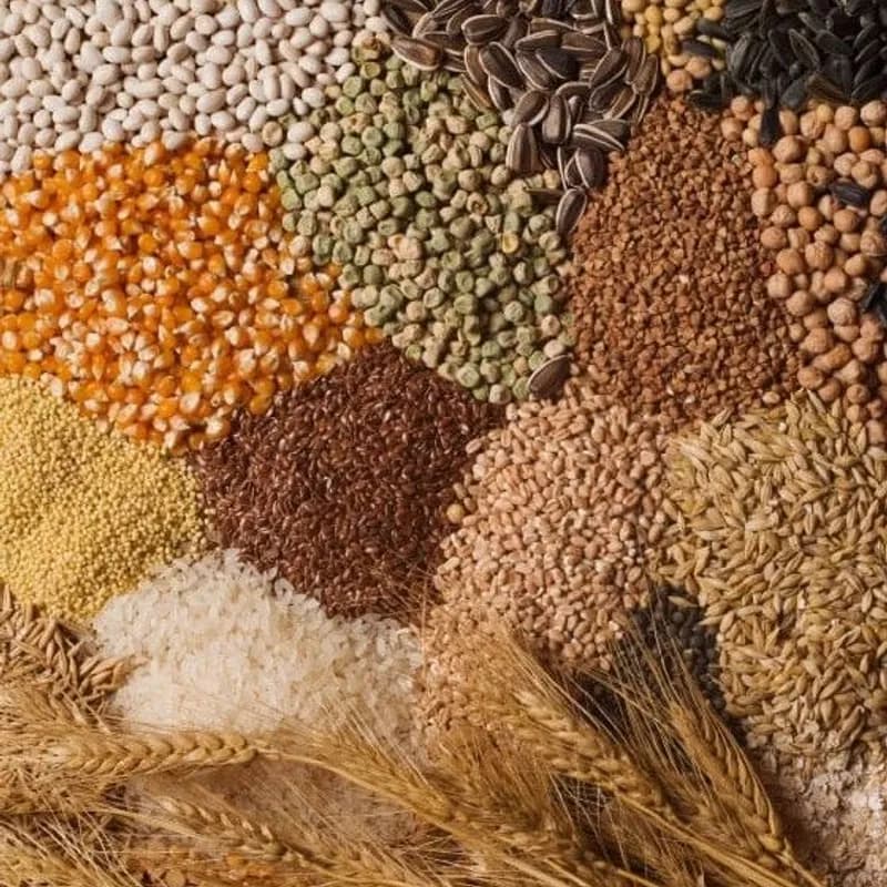 Source high-quality grains like wheat, corn, and rice for international wholesale. We provide reliable bulk supply and certified quality standards for global markets.
