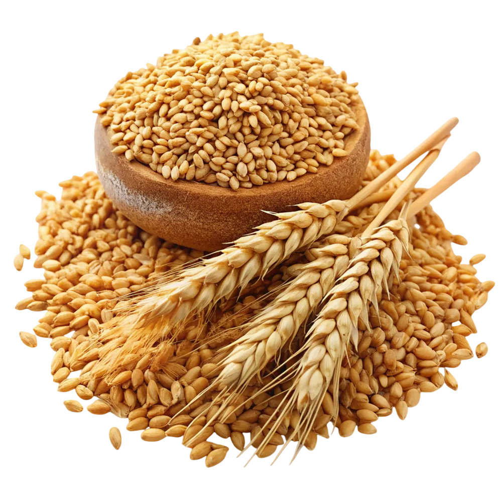 Wheat 11% Protein – versatile all-purpose milling wheat. 100% Non-GMO, 76 kg/hl min test weight, 14% max moisture. Aflatoxin <20ppb. Ukraine, Russia, USA origin. 25/50kg bags. SGS certified. Ideal blending base. Wholesale. TT, LC, SBLC.