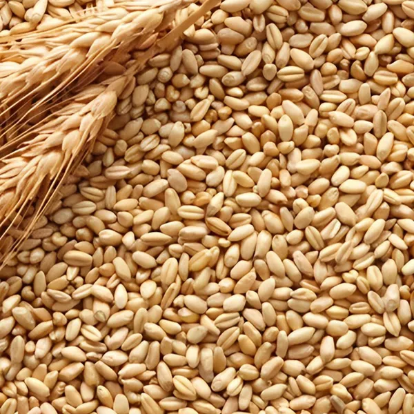 Durum Wheat