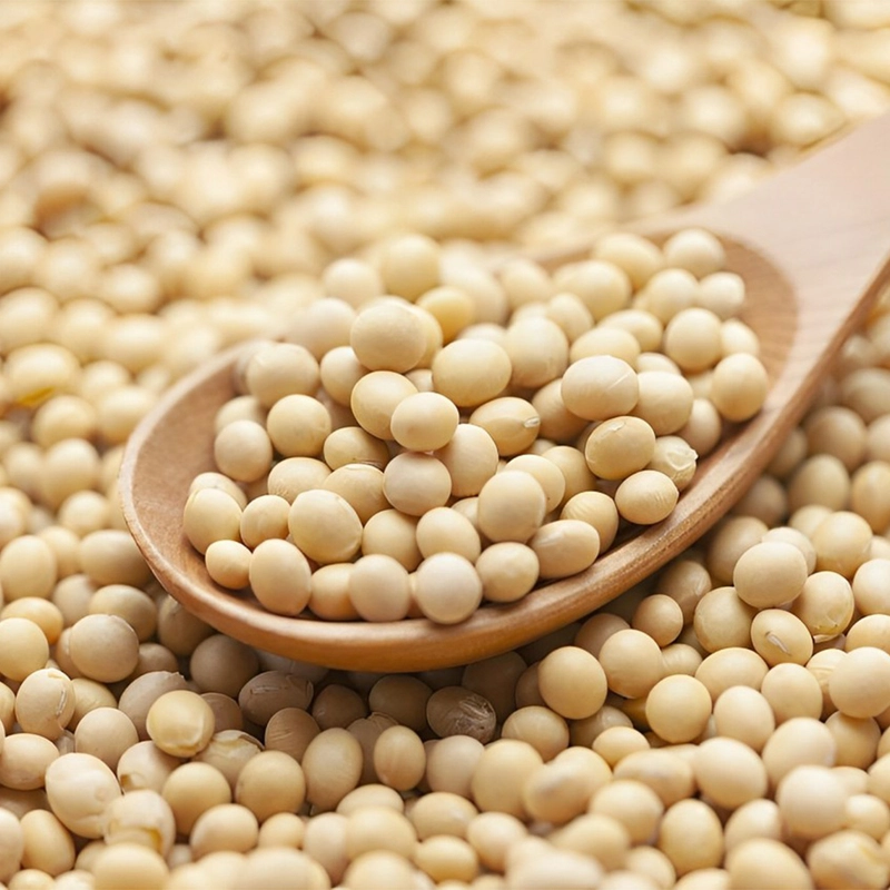 GMO Soybeans