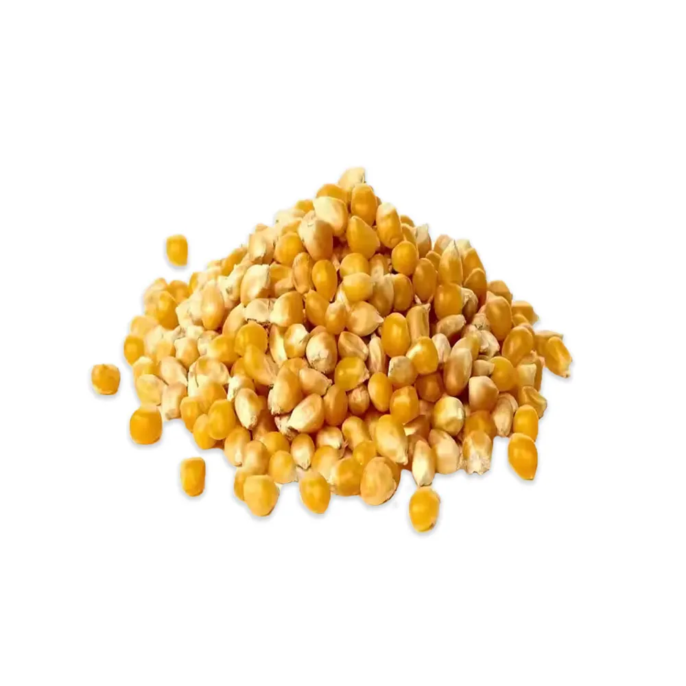 Source high-performance GMO Yellow Corn for industrial food and feed. 14% max moisture, 7.9% min protein. Reliable B2B global wholesale export from Brazil, India, and Argentina.