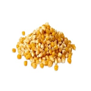 GMO Yellow Corn is a genetically modified corn variety known for its high yields and resistance to pests, suitable for agriculture.