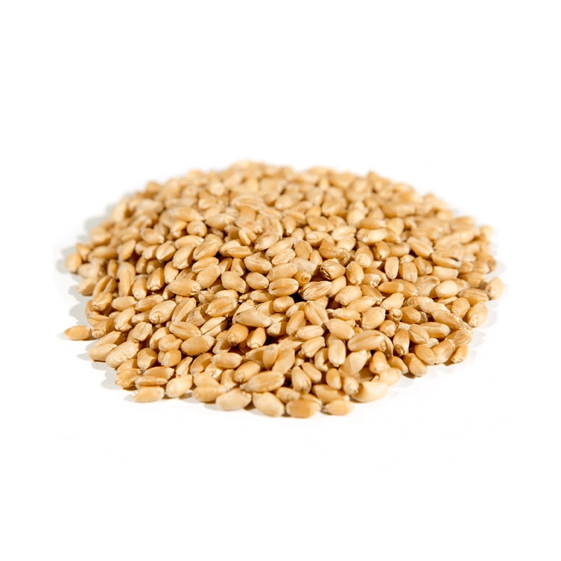 Hard White Wheat - premium strength meets sweet flavor. 11-13% protein, 9-10% gluten, 75-80 kg/hl test weight. White bran, no bitterness. Perfect for whole wheat bread. Ukraine, Russia, USA origin. 25/50kg bags. SGS certified. Wholesale. TT, LC, SBLC.