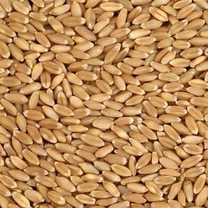 Explore high-quality hard red spring wheat, rich in protein and gluten. Ideal for making bread, croissants, and pizza dough. Available for bulk export.