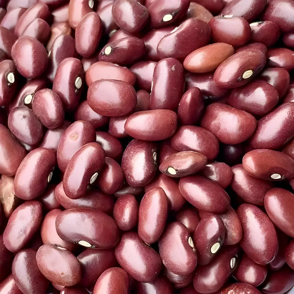 Source premium Non-GMO Kidney Beans for livestock nutrition. High protein (22-25%), 14% max moisture. Reliable global B2B wholesale export.