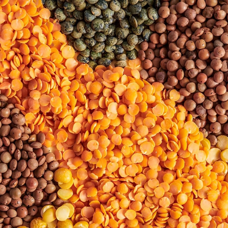 Beziehen Sie proteinreiche (24-28%) Nicht-GVO-Linsen für Tierfutter. Max. 14% Feuchtigkeit. Zuverlässiger globaler B2B-Export.