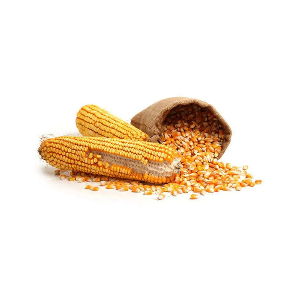 NON-GMO YELLOW ANIMAL CORN