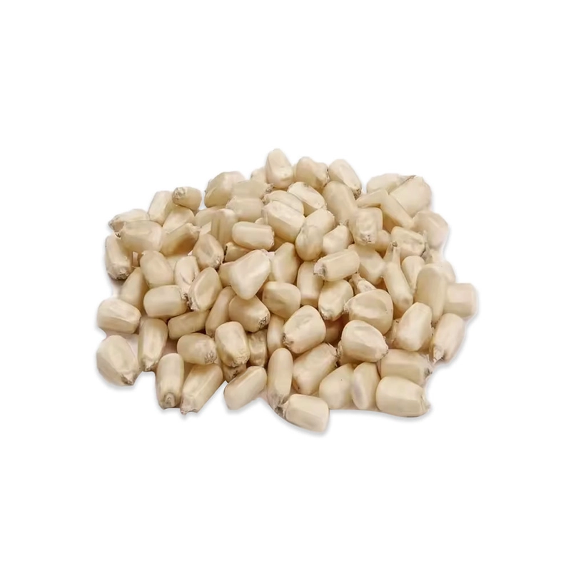 Non-GMO White Corn is a premium corn variety free from genetic modification, ideal for cooking and animal feed.