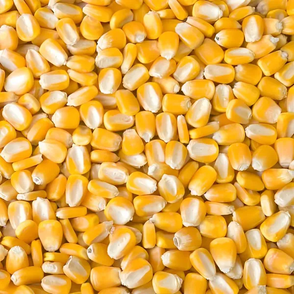 Non-GMO Yellow Corn
