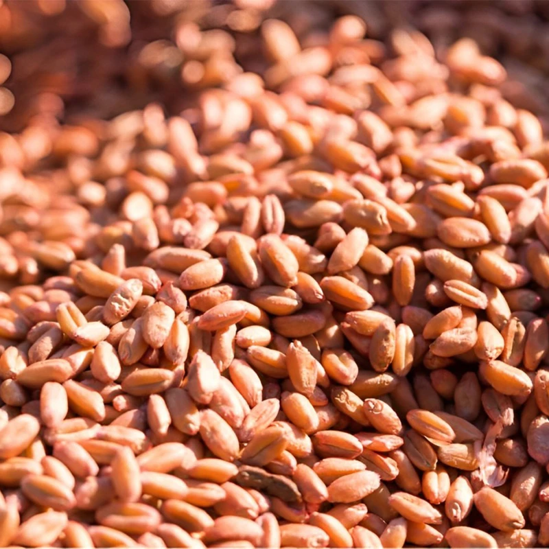 Premium Soft Red Winter Wheat for cakes, cookies, pastries & crackers. 8.5–10.5% protein, 7–9% gluten, 72–75 kg/hl test weight. Low ash 1.2–1.4%. Ukraine, Russia, USA origin. 25/50kg bags. SGS certified. Wholesale. TT, LC, SBLC.