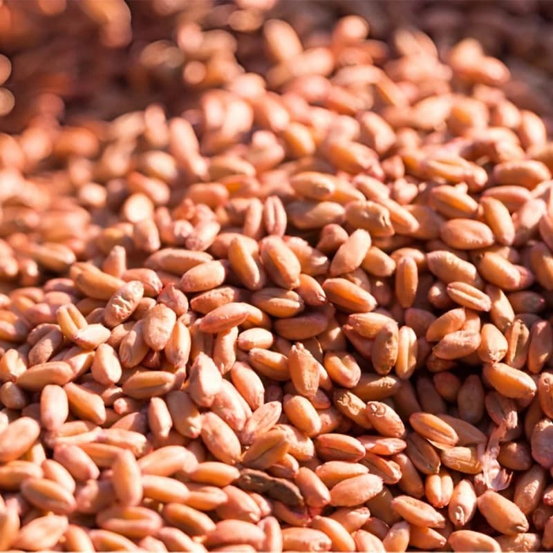 Premium Soft Red Winter Wheat for cakes, cookies, pastries & crackers. 8.5–10.5% protein, 7–9% gluten, 72–75 kg/hl test weight. Low ash 1.2–1.4%. Ukraine, Russia, USA origin. 25/50kg bags. SGS certified. Wholesale. TT, LC, SBLC.