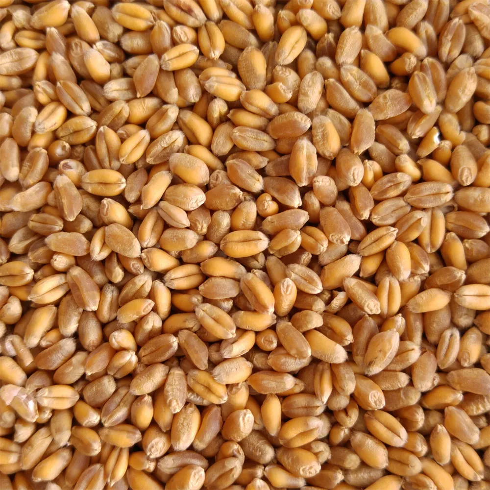 Wheat 12.5% Protein – professional bread-strength milling wheat. 100% Non-GMO, ≥76 kg/hl, ≤14% moisture. Stronger doughs, higher loaf volume. Ukraine, Russia, USA origin. 25/50kg bags. SGS certified. Wholesale. TT, LC, SBLC.