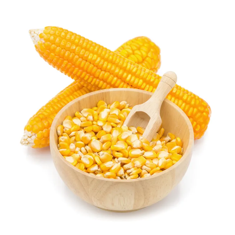 Sourcez du maïs jaune non-OGM premium (100% naturel). Humidité 14% max, protéines 7.5% min. Export B2B mondial fiable depuis le Brésil, l'Inde et l'Argentine.